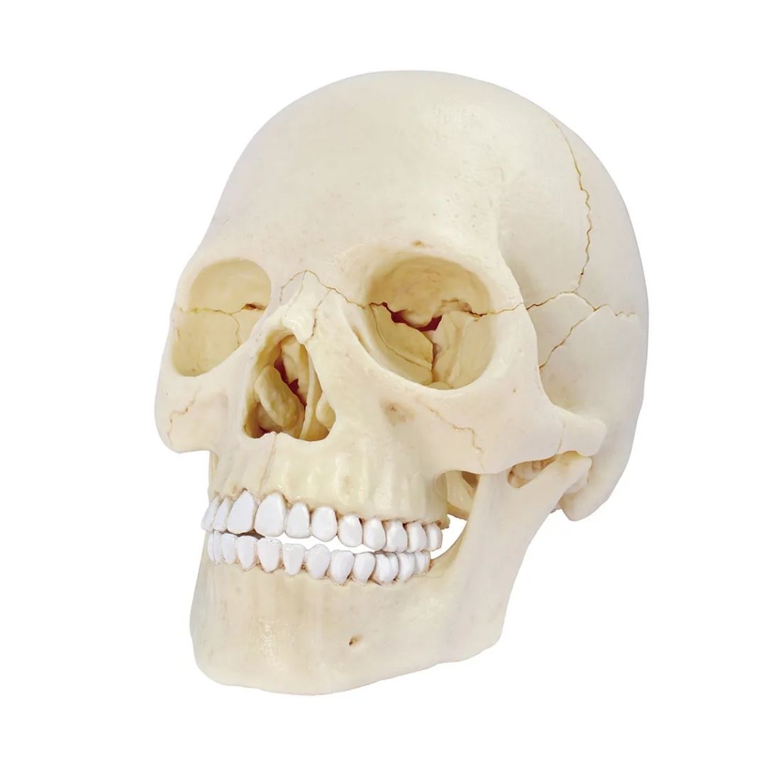 CHAPMEI HUMAN ANATOMY SKULL MODEL, Ages 8+