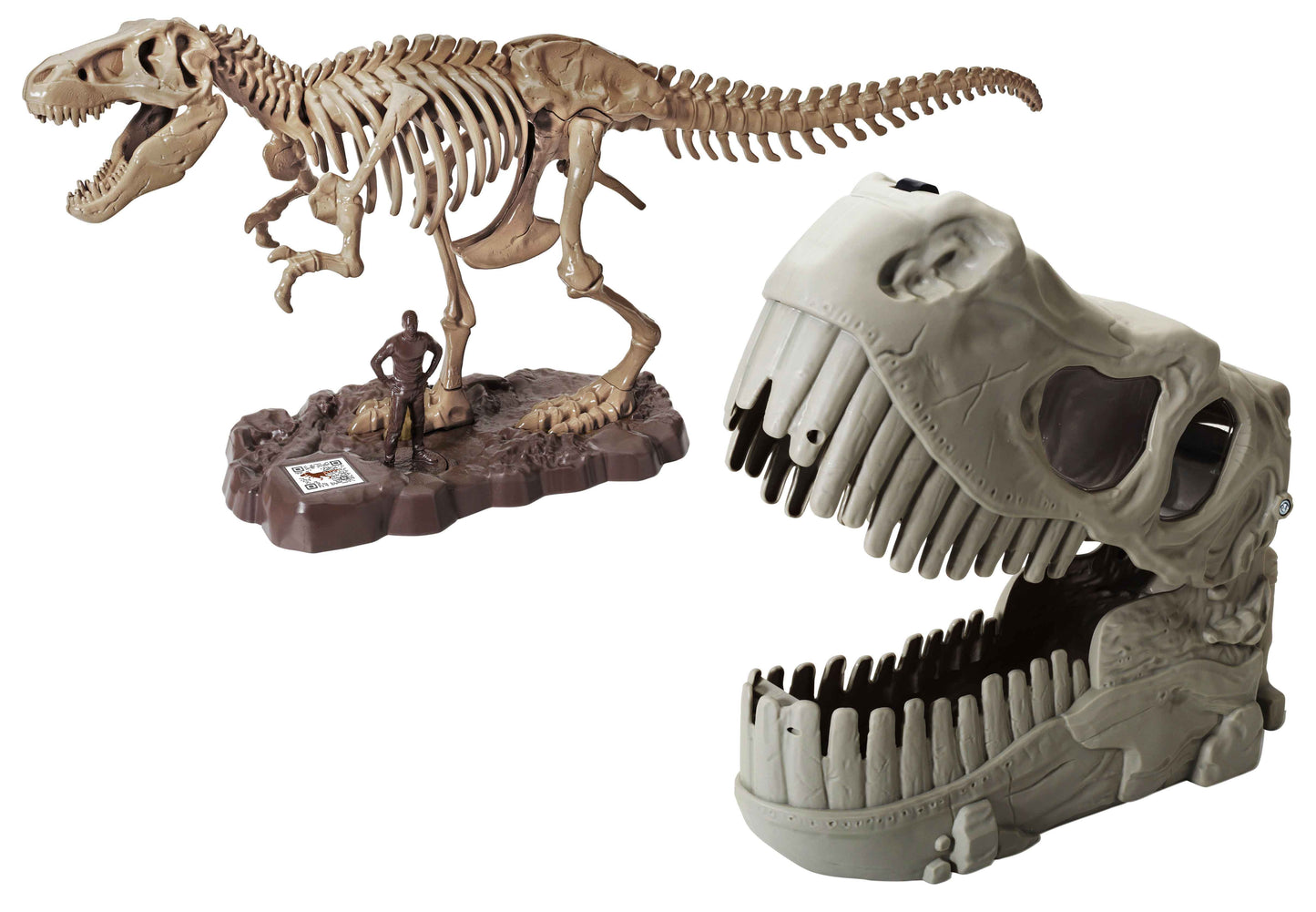 DINO VALLEY FOSSIL BUCKET HEAD