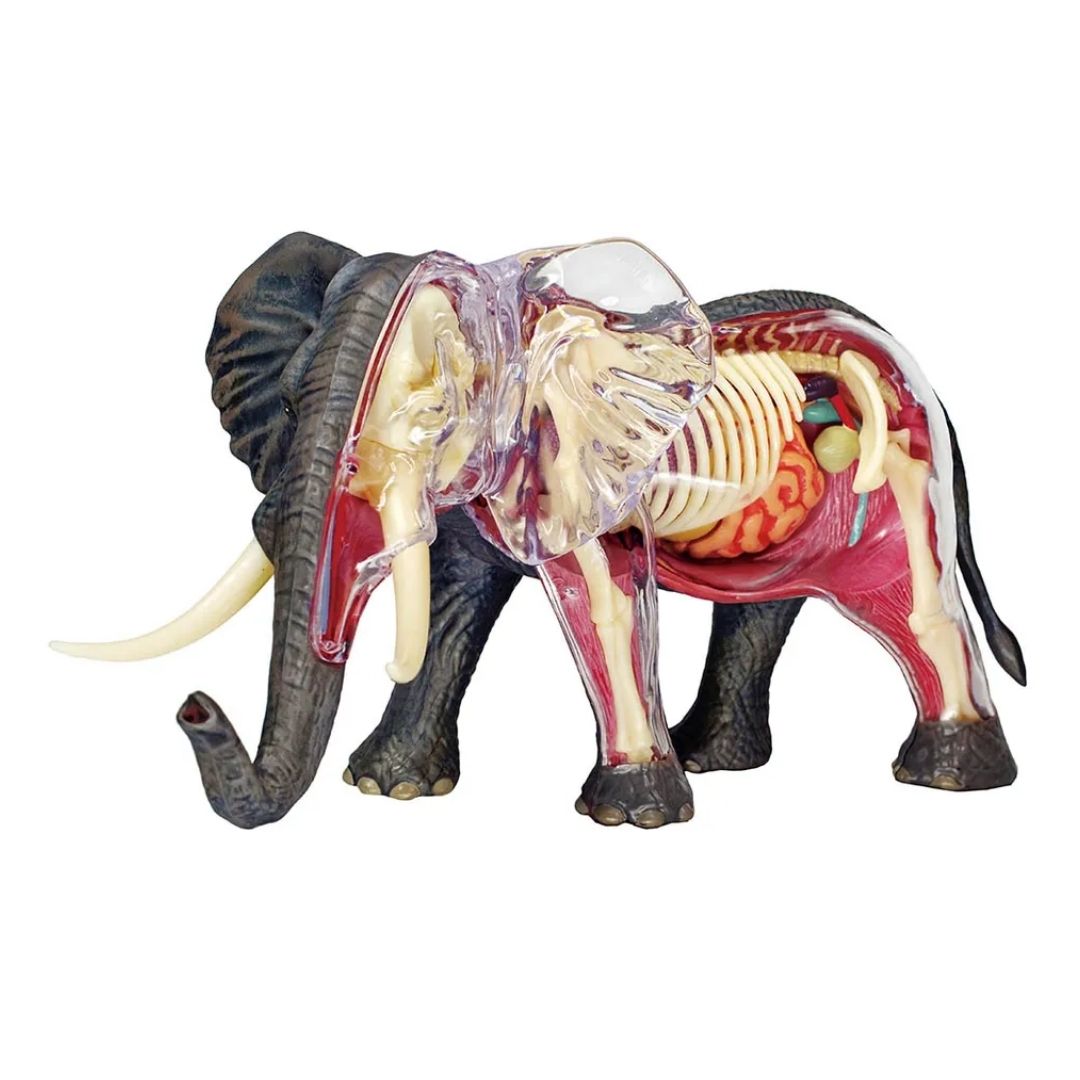 CHAPMEI 4D ELEPHANT ANATOMY, Ages 8+