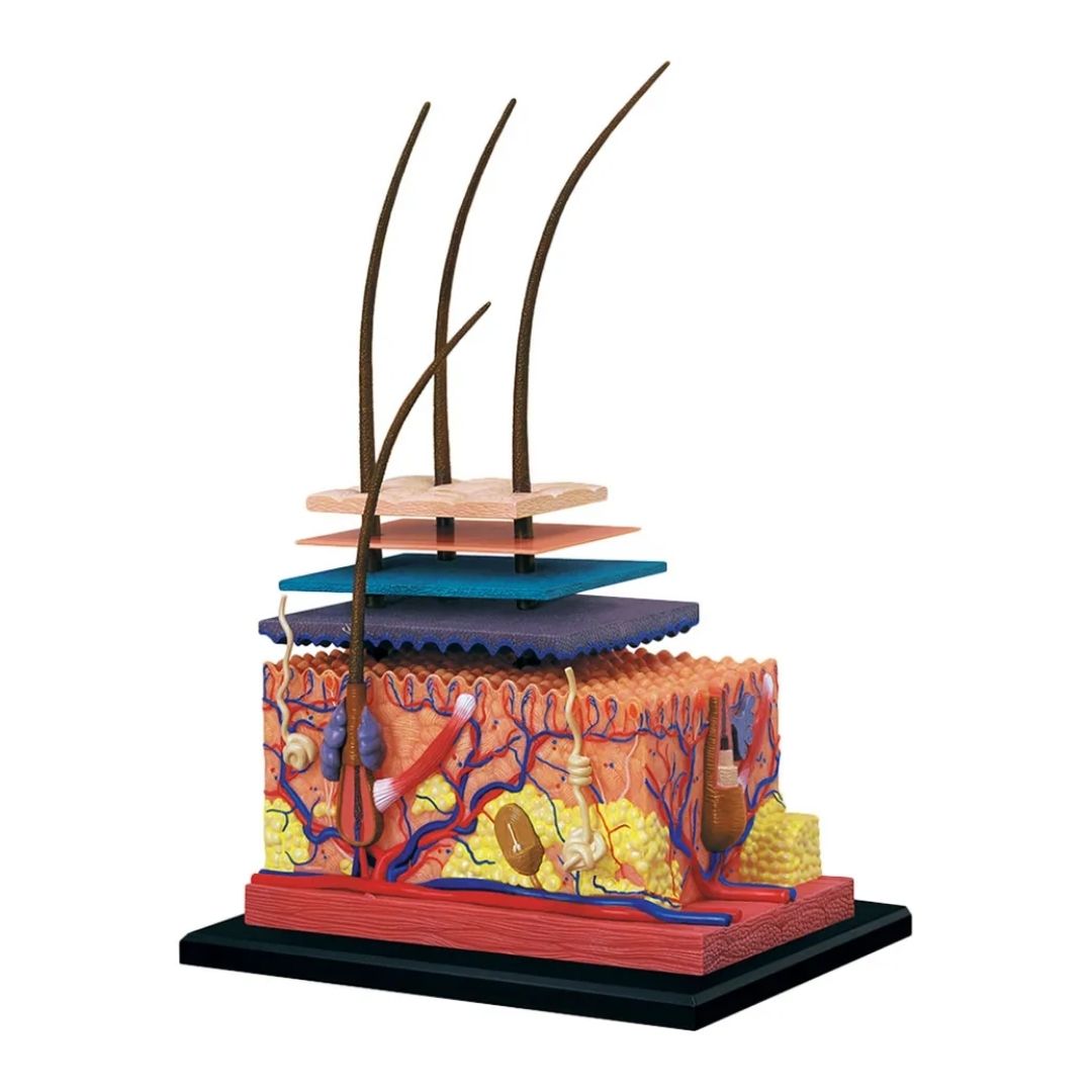 CHAPMEI 4D HUMAN ANATOMY-SKIN SECTION, Ages 8+