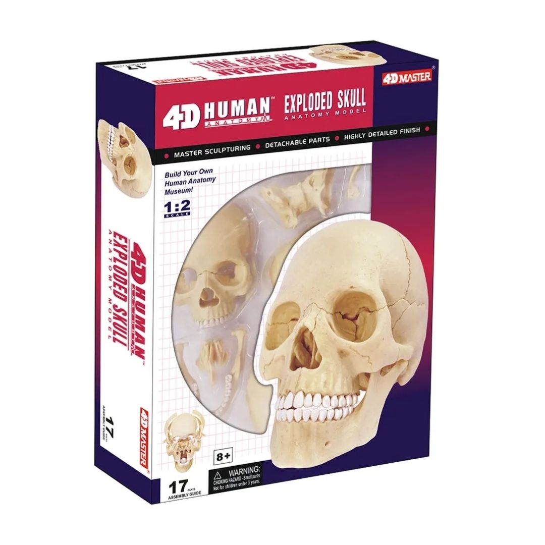 Chapmei 4D Human Anatomy Skull Model featuring a realistic 3D human skull with detachable sections showing internal cranial structures in a multicolor educational display.